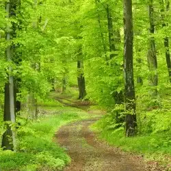 Forest trail