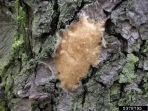 Photo of spongy moth egg masses